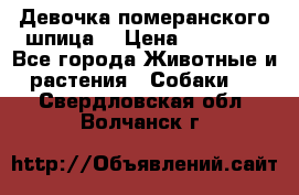 Девочка померанского шпица. › Цена ­ 40 000 - Все города Животные и растения » Собаки   . Свердловская обл.,Волчанск г.